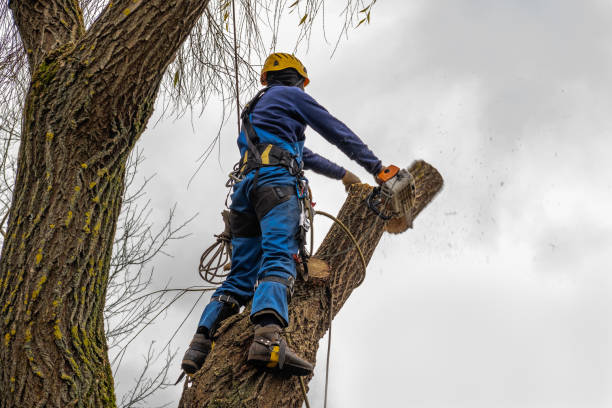 Best Tree Clearing Services  in Concord, MO